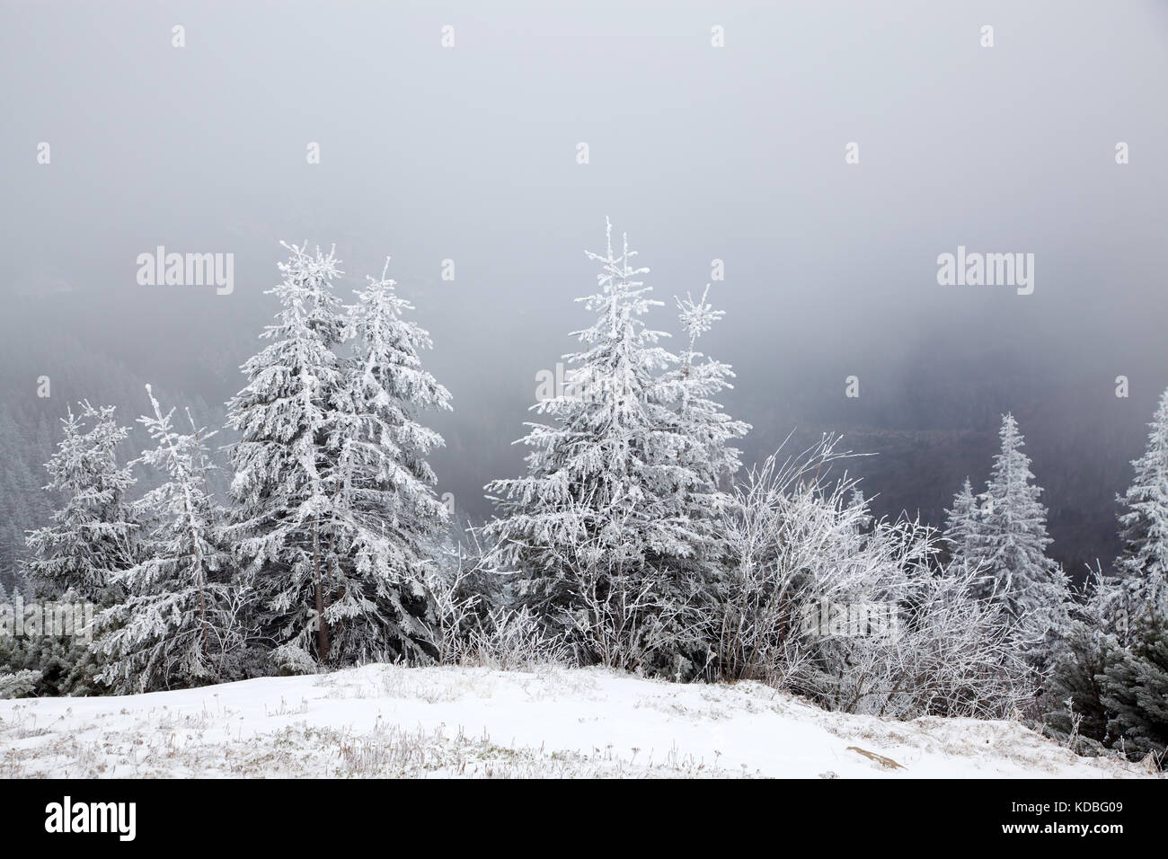 winter landscape with snowy fir trees in the mountains Stock Photo - Alamy