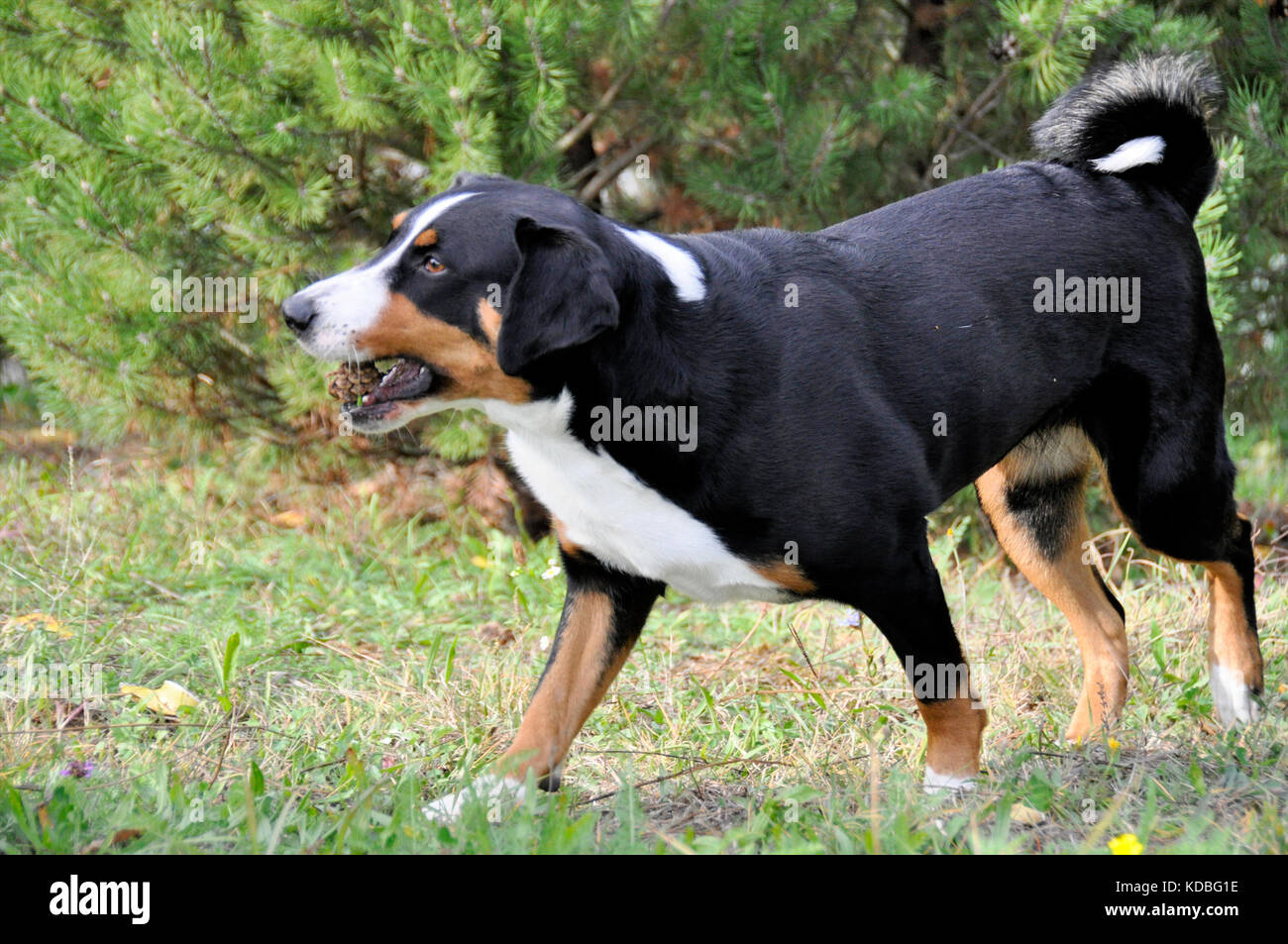 Appenzell cattle on sale dog
