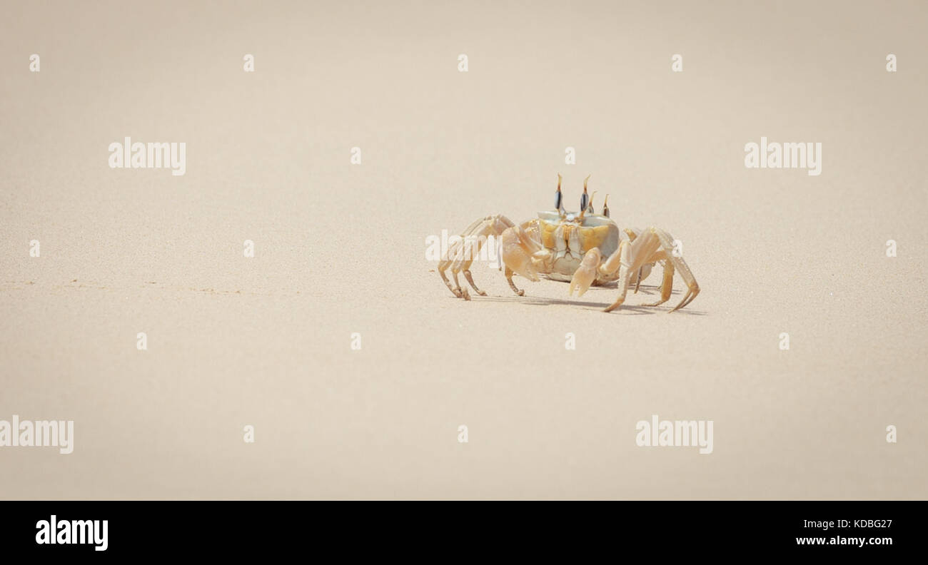 Ghost crabs Stock Photo