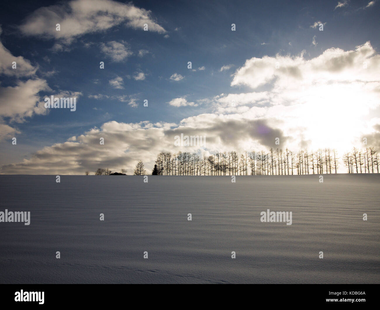Row of trees at Mild Seven Hills, Biei, Hokkaido, Japan, in winter with snowfield Stock Photo
