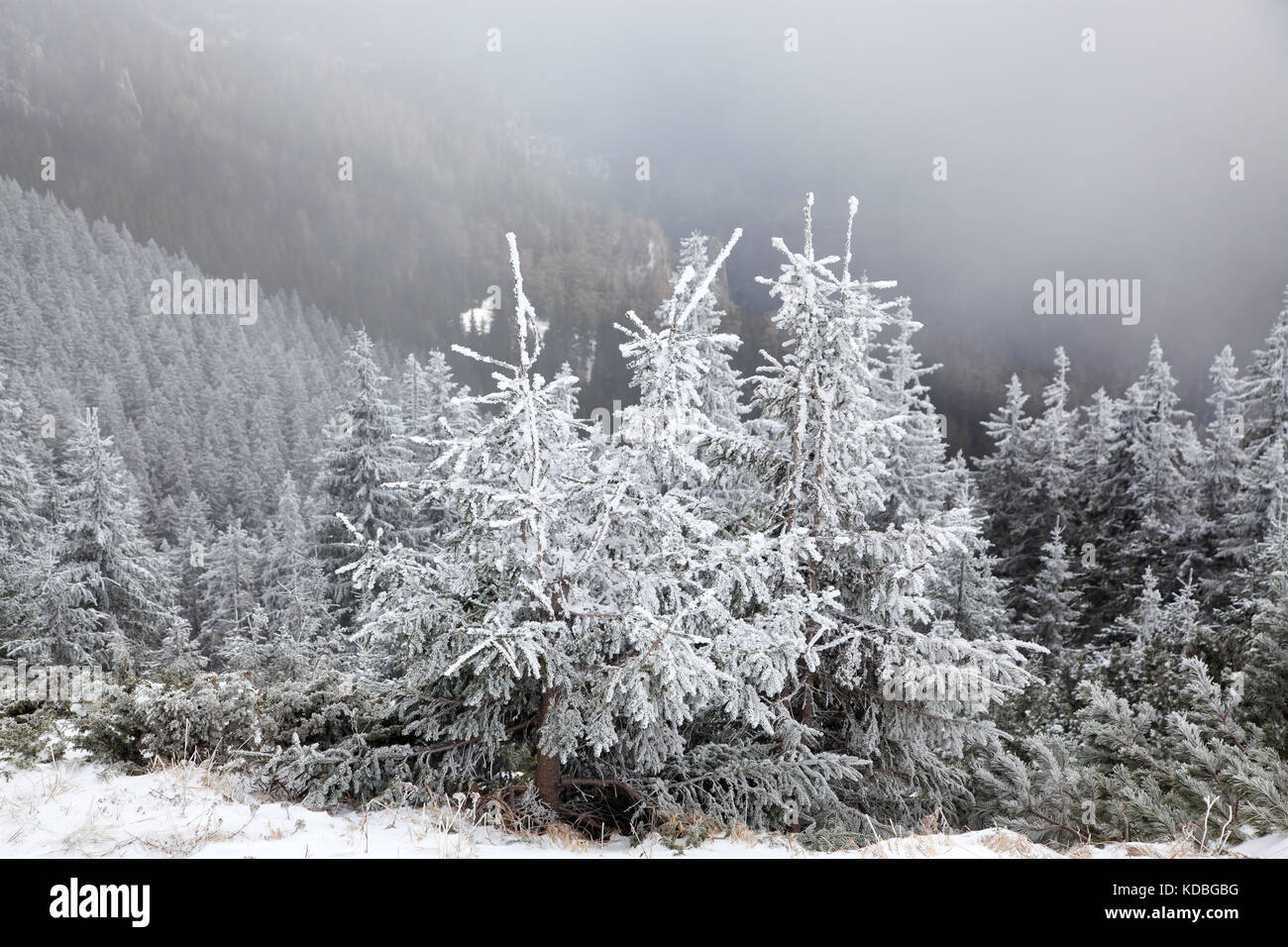 winter landscape with snowy fir trees in the mountains Stock Photo - Alamy