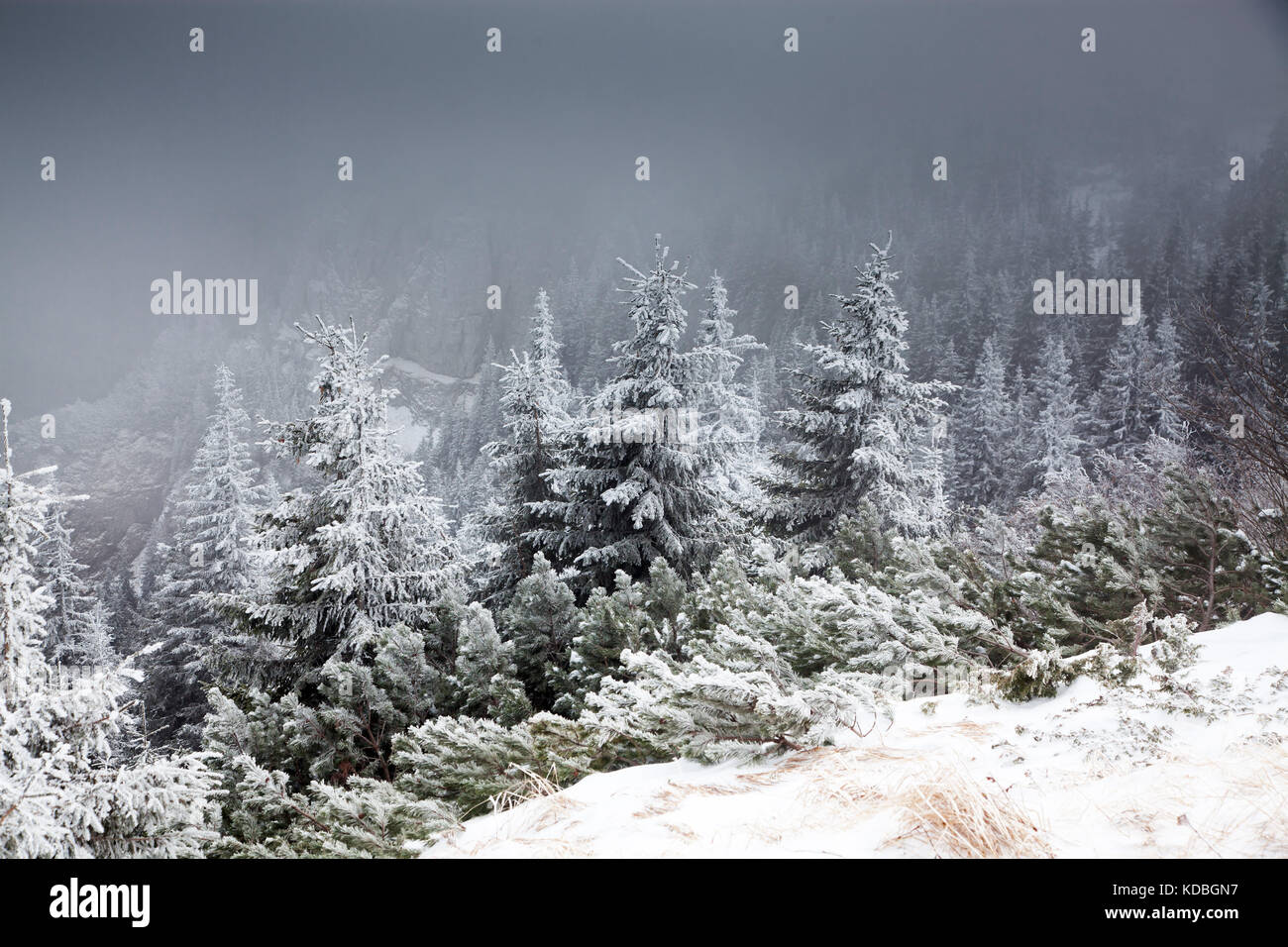 winter landscape with snowy fir trees in the mountains Stock Photo - Alamy