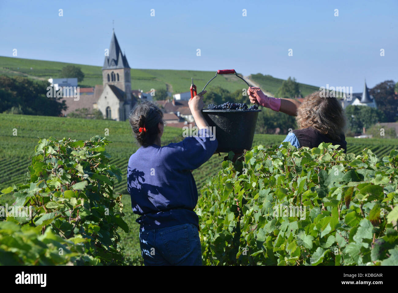 Ville-Dommange (north-eastern France). Grape harvest. Women in the middle of the vines with buckets filled with grapes Stock Photo