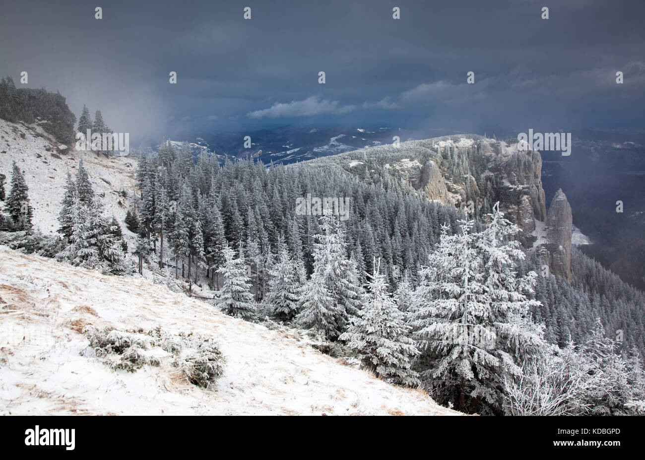 winter landscape with snowy fir trees in the mountains Stock Photo - Alamy
