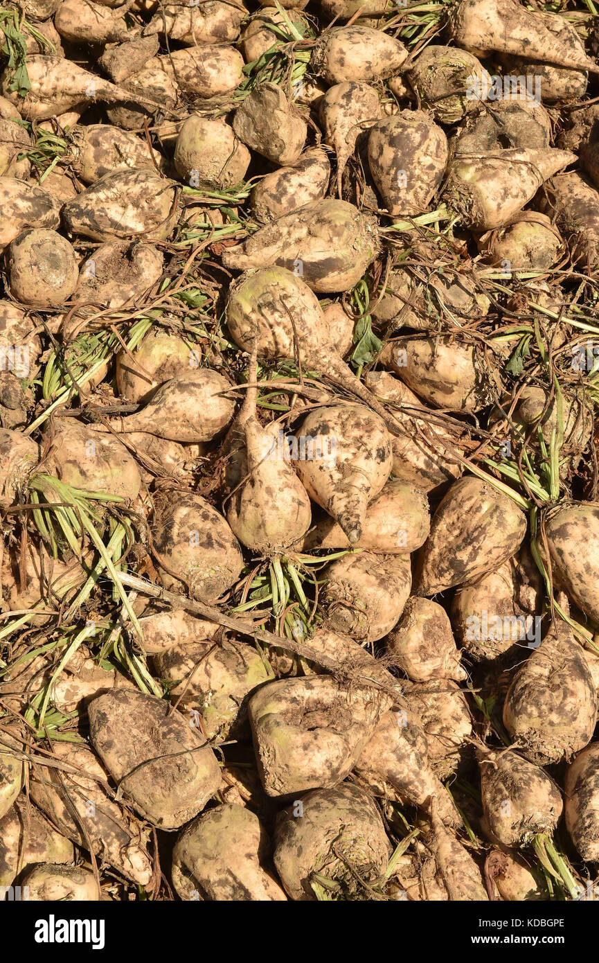 Marne department (northeastern France) sugar beet cultivation. Pile