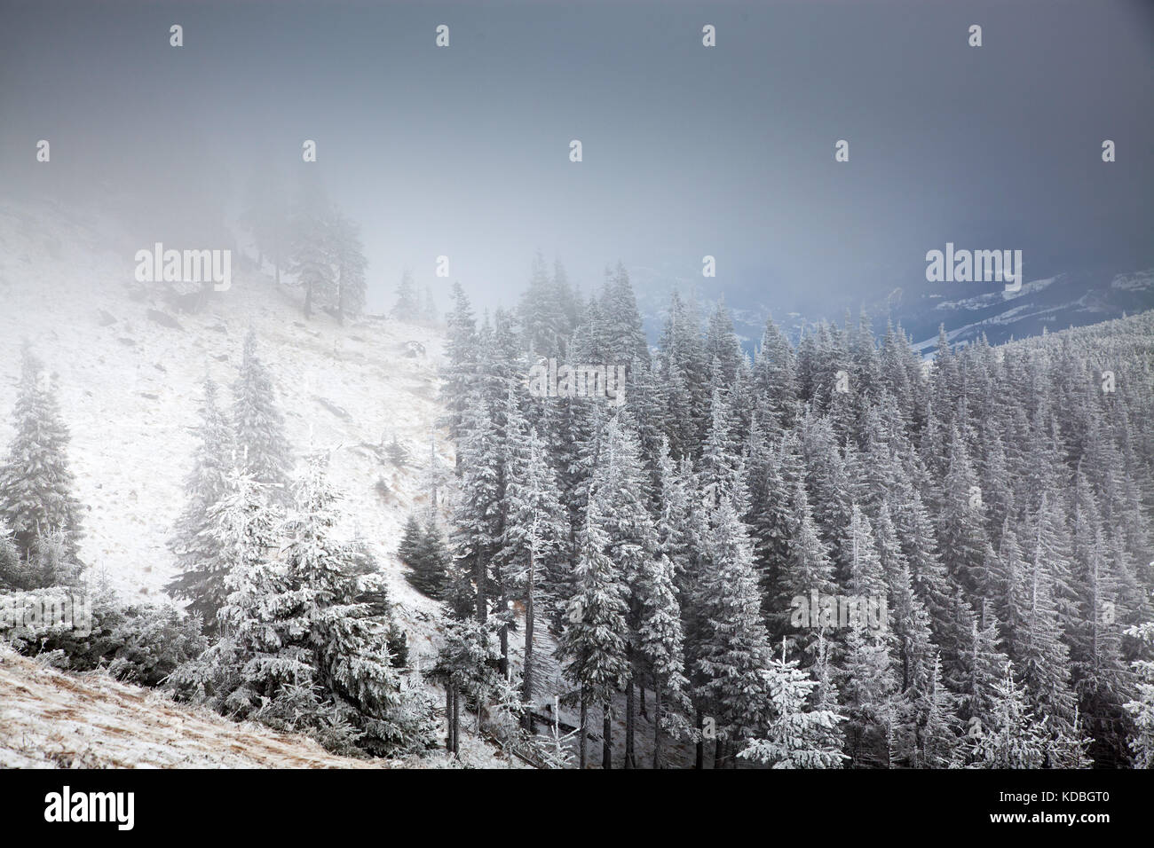 winter landscape with snowy fir trees in the mountains Stock Photo - Alamy