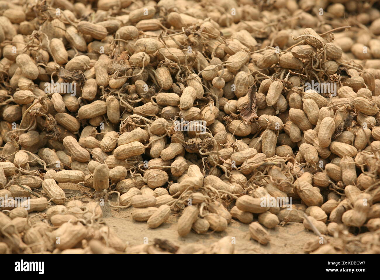 Frisch geerntete Erdnüsse mit Wurzeln zum sortieren - Freshly harvested peanuts with roots for sorting - Stock Photo