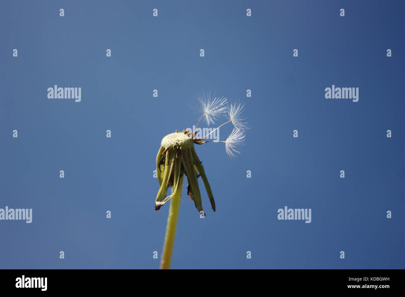 Pusteblume – Löwenzahn mit Samen die wegfliegen - Dandelion - Dandelion with seeds that fly away Stock Photo
