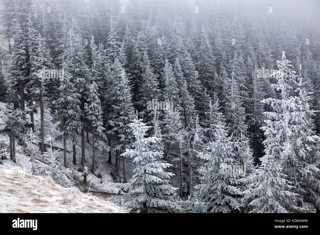winter landscape with snowy fir trees in the mountains Stock Photo - Alamy