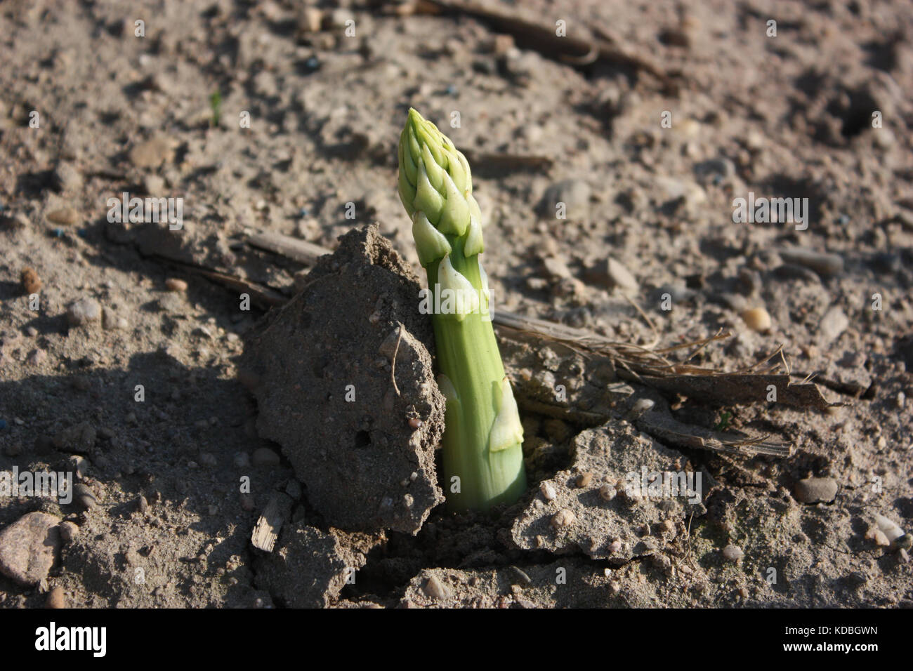 Ackerbau von Spargel in Deutschland - Arable farming of asparagus in Germany Stock Photo