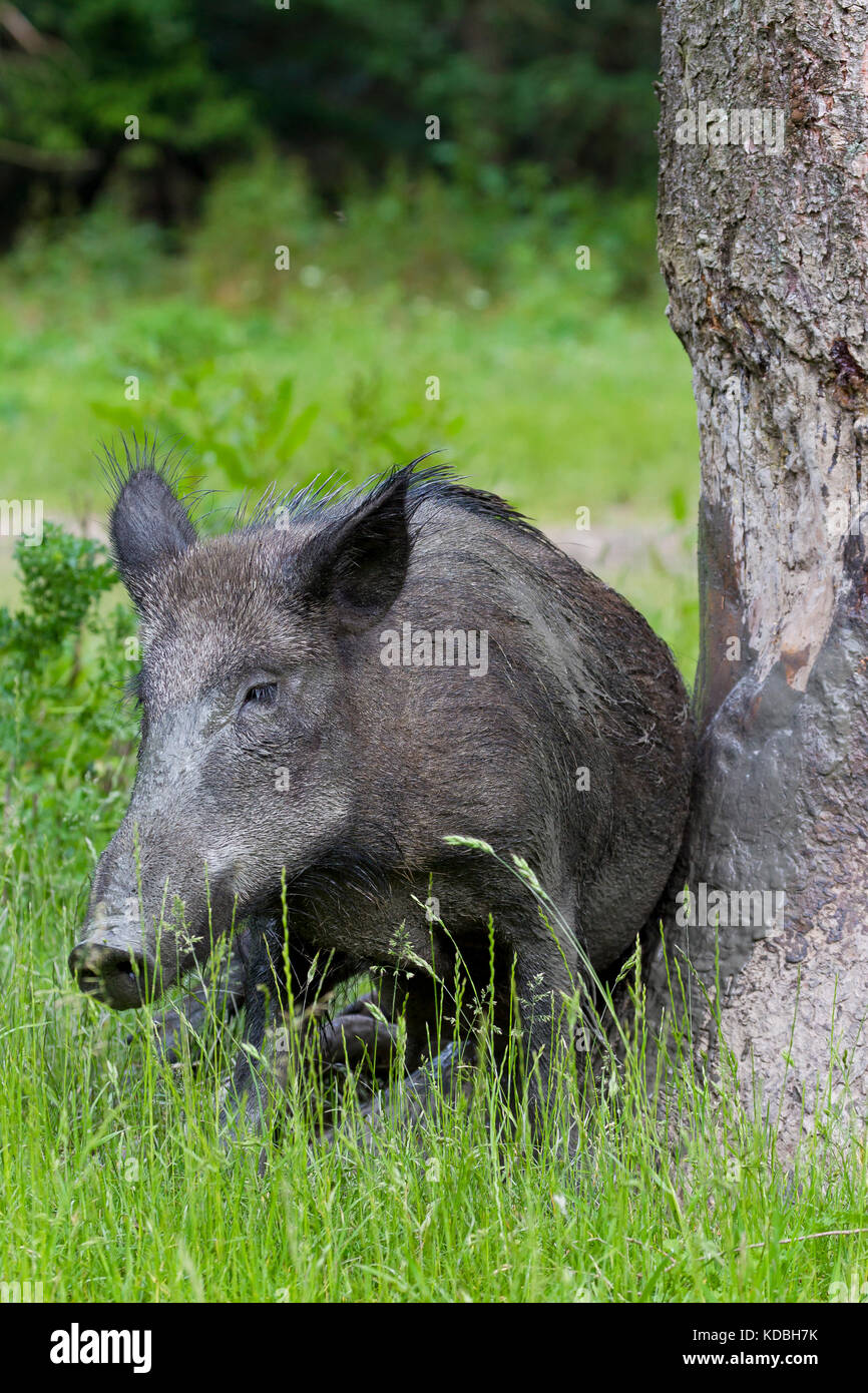 Wild boar (Sus scrofa) sow covered in mud rubbing tree to remove dirt and parasites from its skin as well as just to scratch an itch Stock Photo