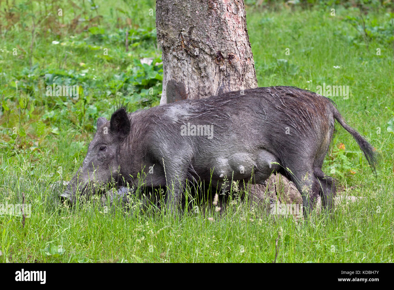 Wild boar (Sus scrofa) sow rubbing tree to remove dirt and parasites from its skin as well as just to scratch an itch Stock Photo