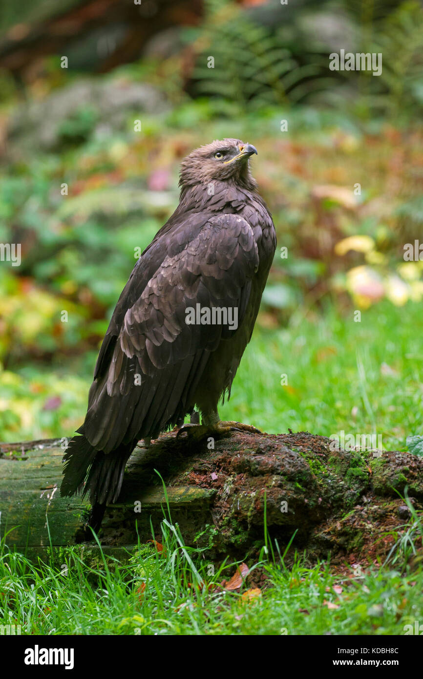 Lesser spotted eagle (Clanga pomarina / Aquila pomarina) migratory bird of prey native to Central and Eastern Europe Stock Photo