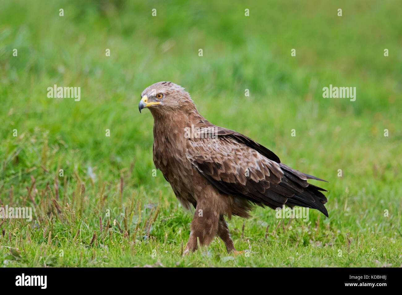 Lesser spotted eagle (Clanga pomarina / Aquila pomarina) in grassland, migratory bird of prey native to Central and Eastern Europe Stock Photo