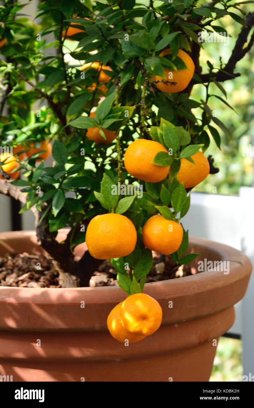 Oranges growing in pot Stock Photo Alamy