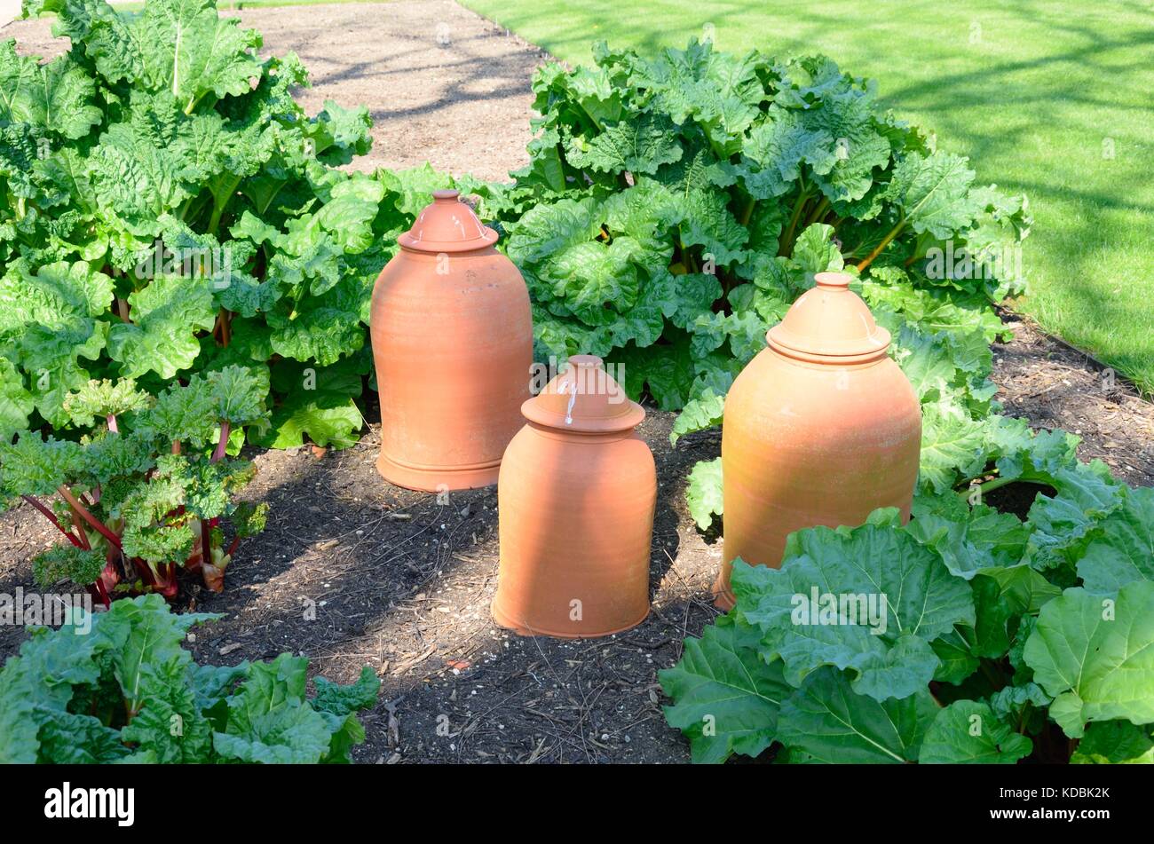 Rhubarb with forcing pots Stock Photo