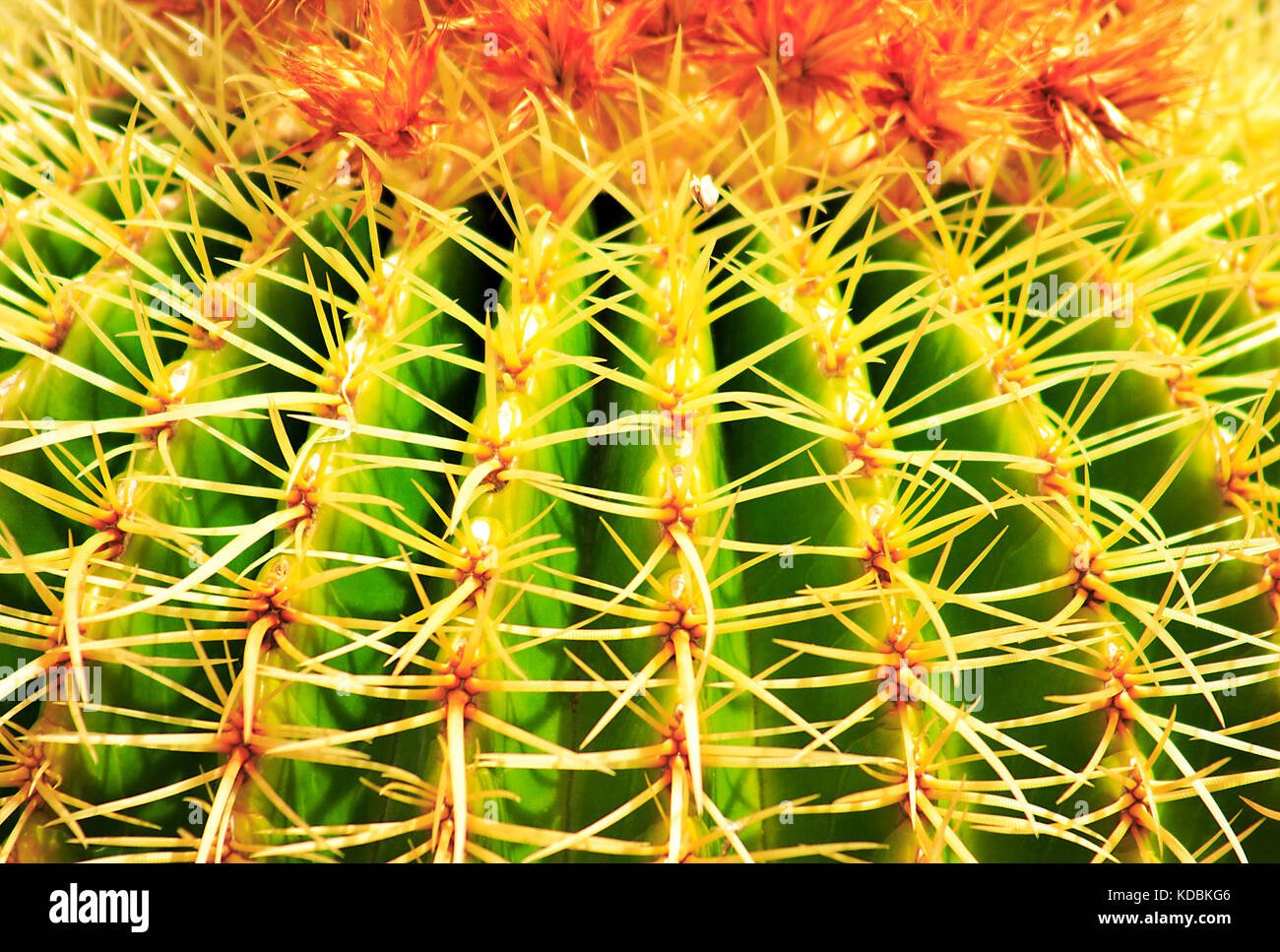 Echinocactus grusonii, Cactus, Cactaceae, Gran Canaria, Canary Islands, Spain. Stock Photo