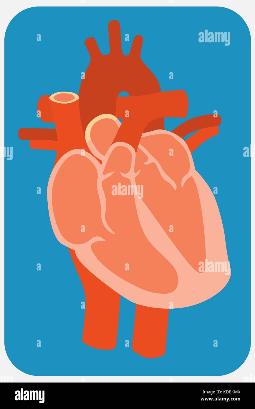 Human heart. Flat design style illustration. image Stock Vector