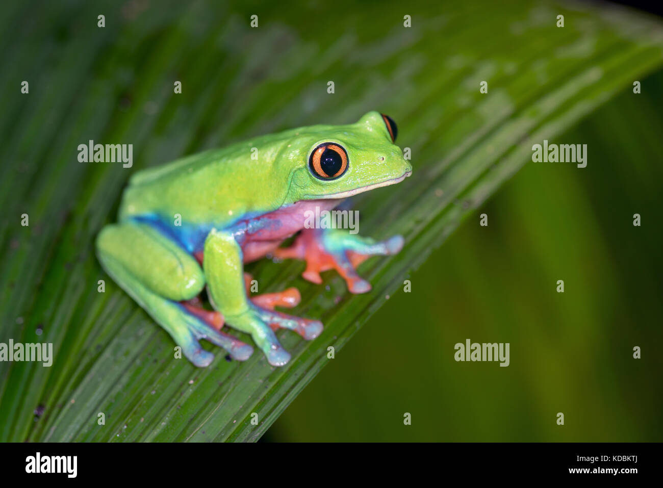 Goldeneyed Leaf Frog, “Agalychnis annae” from Costa Rica Stock Photo