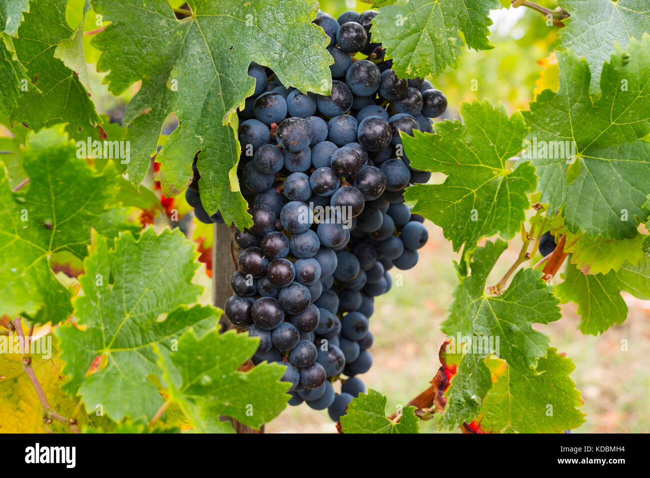 Vineyards. Pomerol. Bordeaux wine region. Aquitaine Region, Gironde Department. France Europe Stock Photo