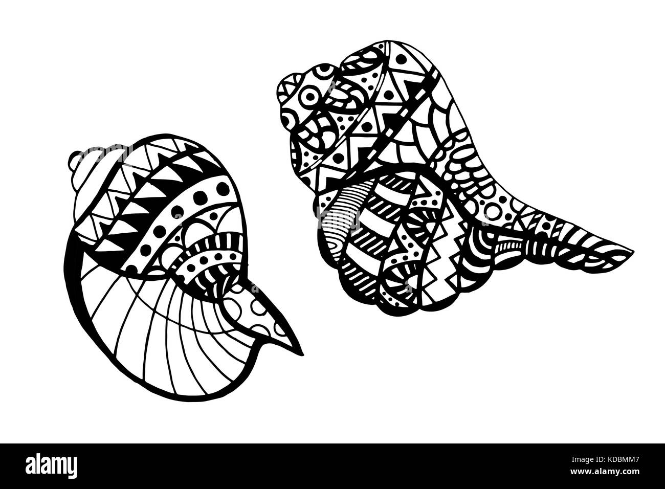 Hand drawn seashell. Isolated on white background. Vector illustration ...