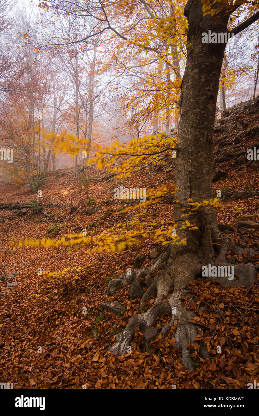 Tree with colored leaves in autumn at Montseny Natural Park Stock Photo