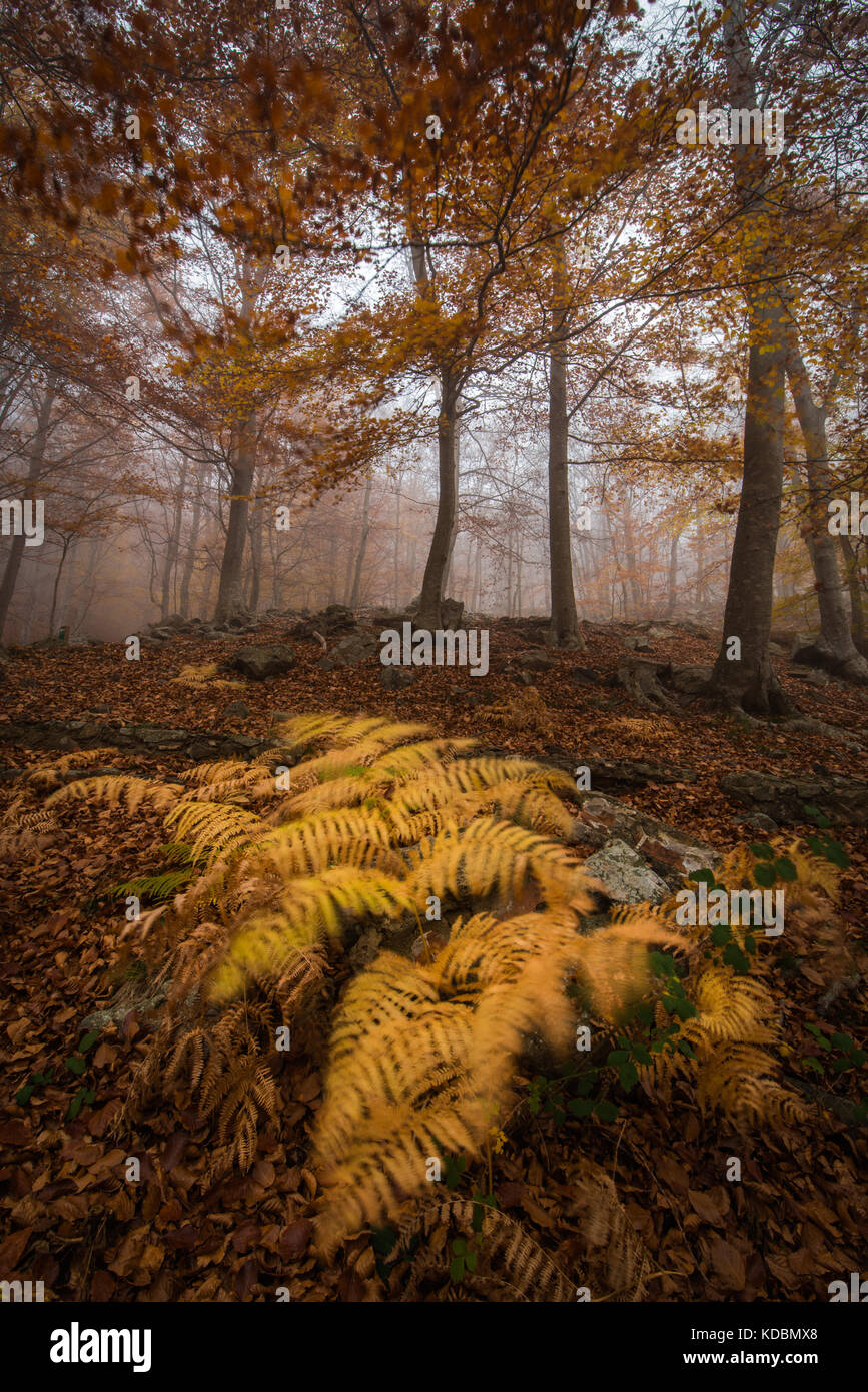 Ferns moved by the wind at Montseny forest Stock Photo