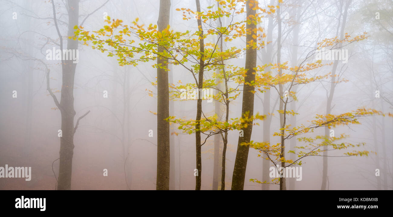 Branches with yellow leaves in a misty forest of Montseny Stock Photo
