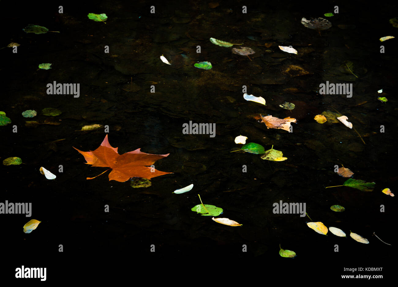 Color leaves floating in the water in autumn Stock Photo