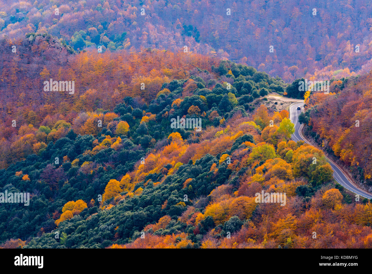 Car crossing a road between the colorful Montseny forest in Autumn Stock Photo
