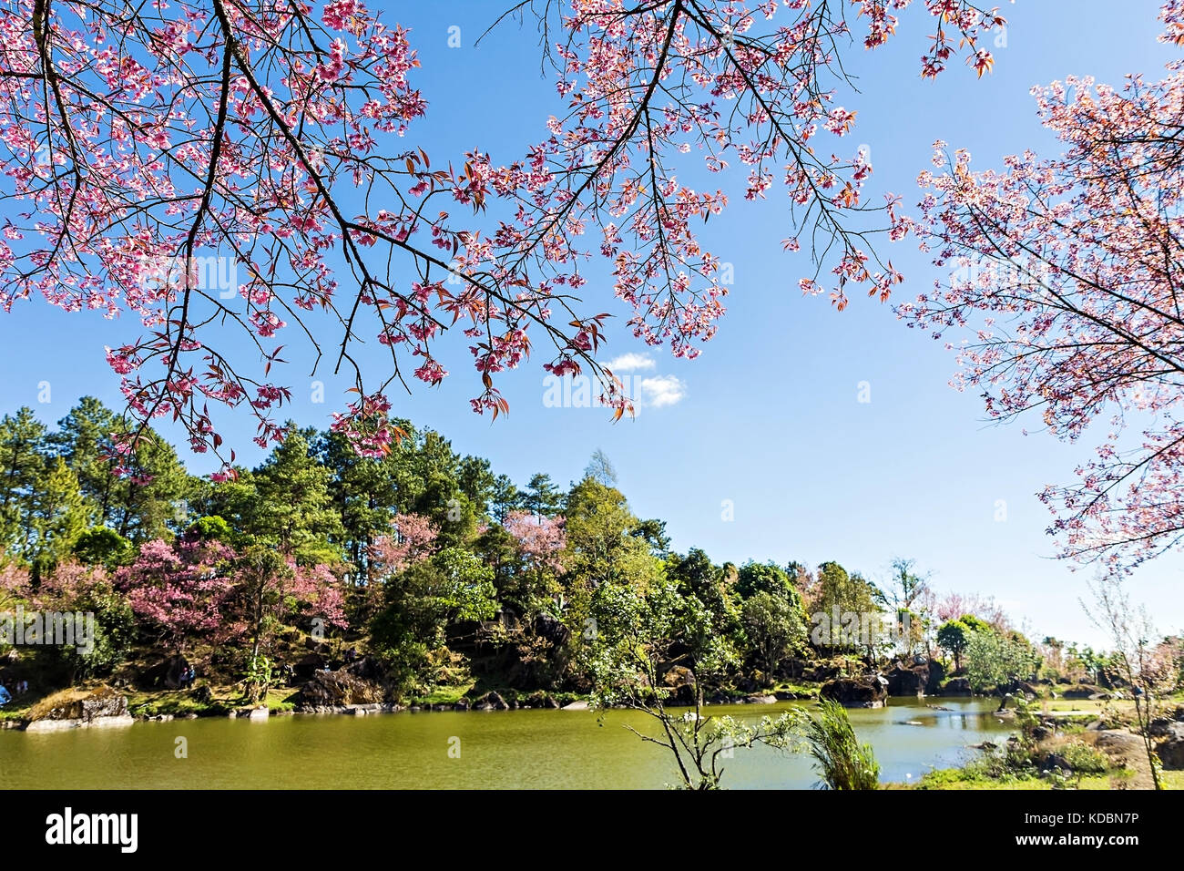 Beautiful cherry blossom or sakura with nice blue sky Stock Photo - Alamy