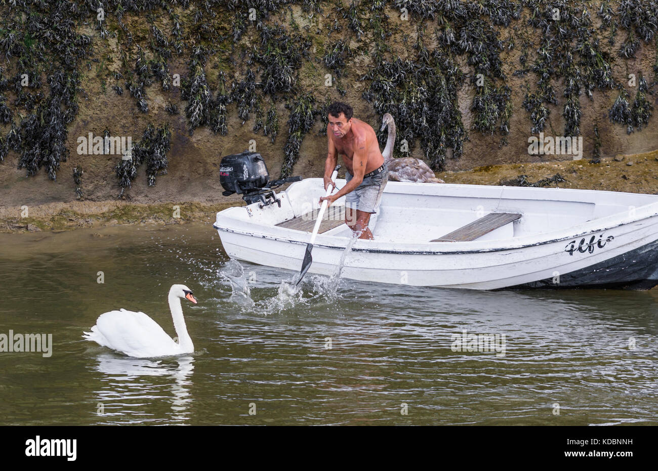 Man in a boat trying to scare away a swan who is bothering a young cygnet, in the UK. Stock Photo