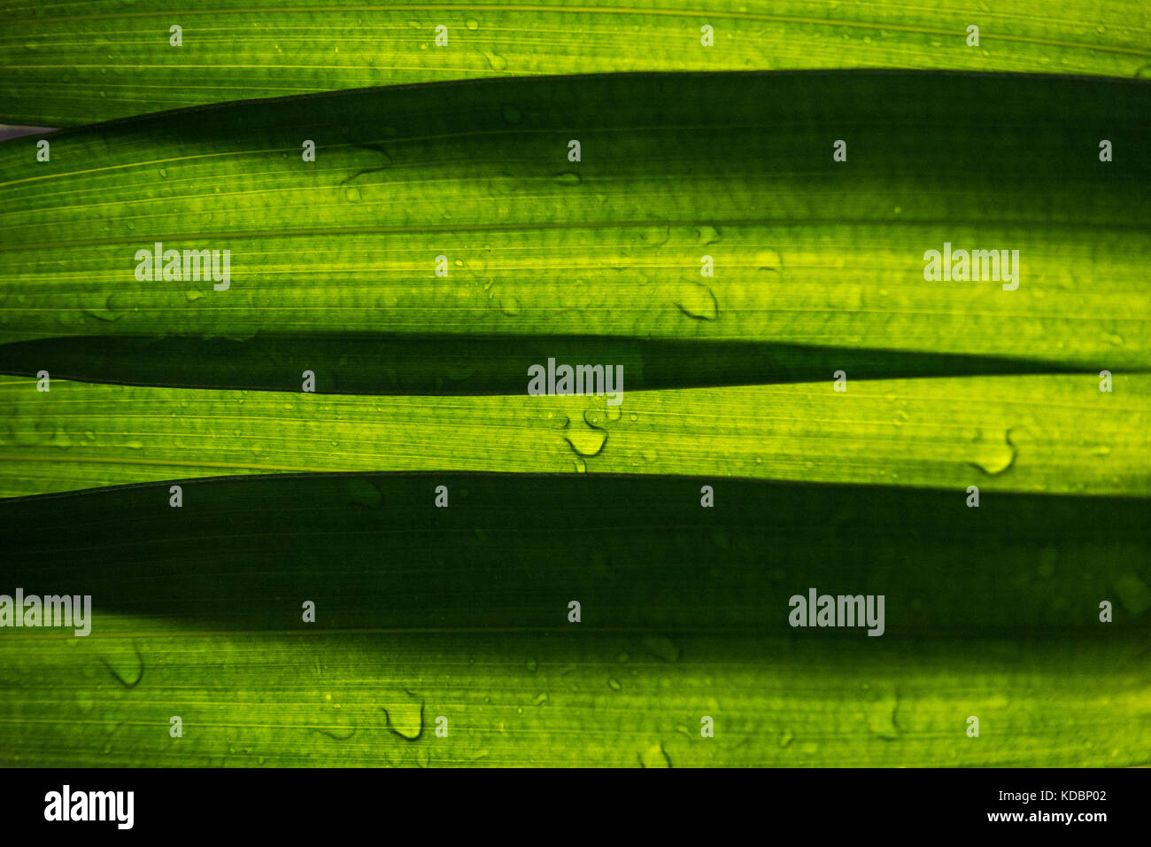 Beautiful green leaf with drops of water background Stock Photo - Alamy