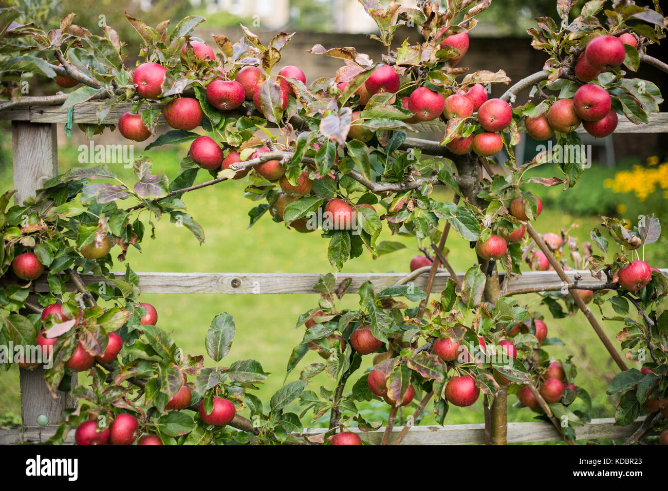 Red Apples growing in garden Stock Photo Alamy