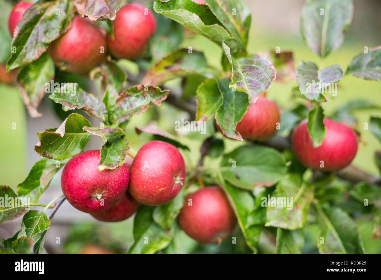 Red Apples growing in garden Stock Photo Alamy