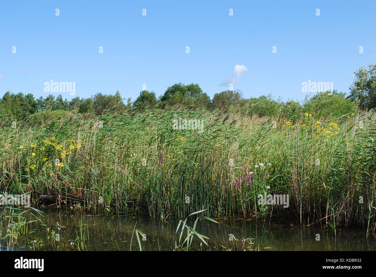 Thickets Phragmites australis, common reed, on the shore of the lake. Stock Photo