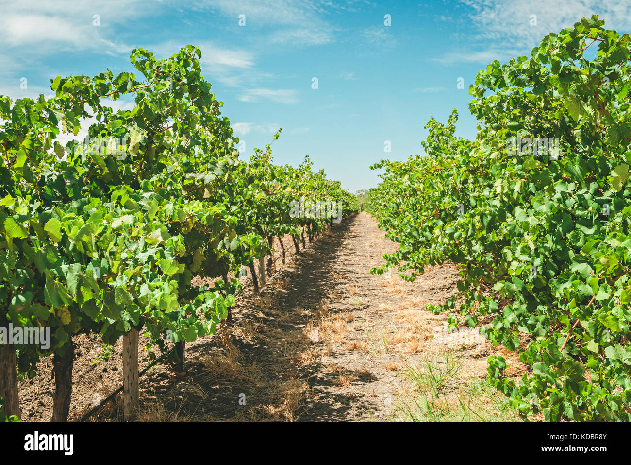 Grapevines in Barossa valley vineyard, South Australia Stock Photo