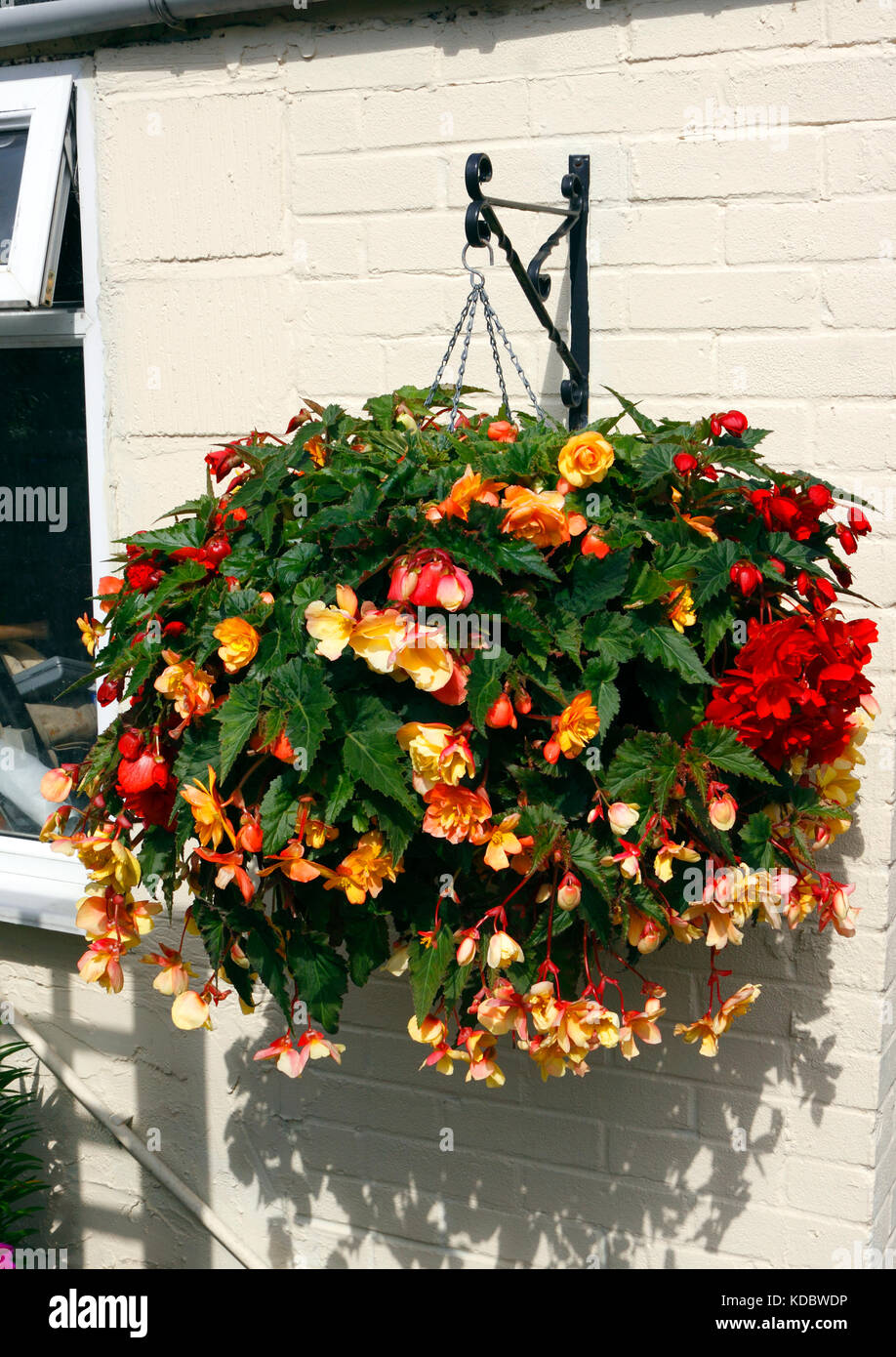 BEGONIA APRICOT SHADES IN A HANGING BASKET Stock Photo