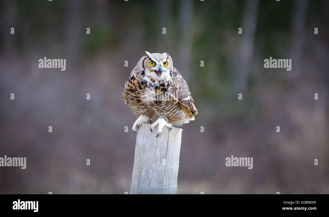 Great Horned Owl Stock Photo - Alamy