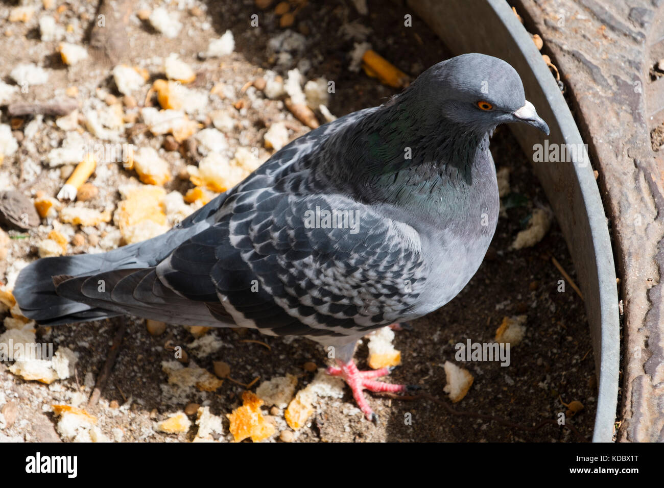 Pigeon eating bread in a street Stock Photo Alamy