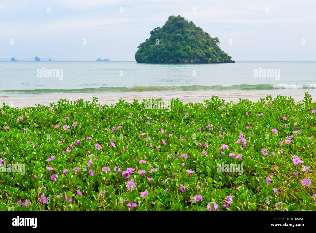 small purple flowers on a sandy beach in the tropics, view of the sea ...