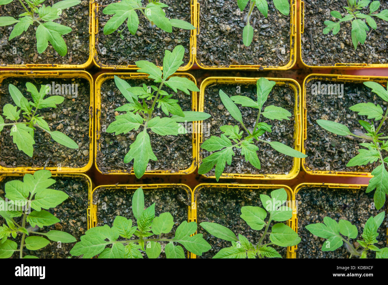 Tomato seedlings in yellow cups. Young green plants in April. France Stock Photo