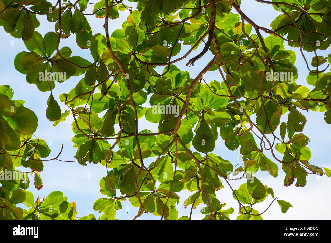 branch of a tree with green leaves against a blue sky on a beach in ...