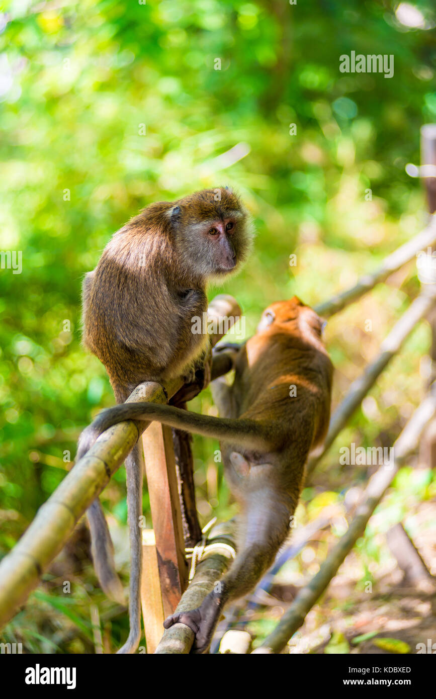active monkeys sit on a fence under the shadow of a tree Stock Photo ...