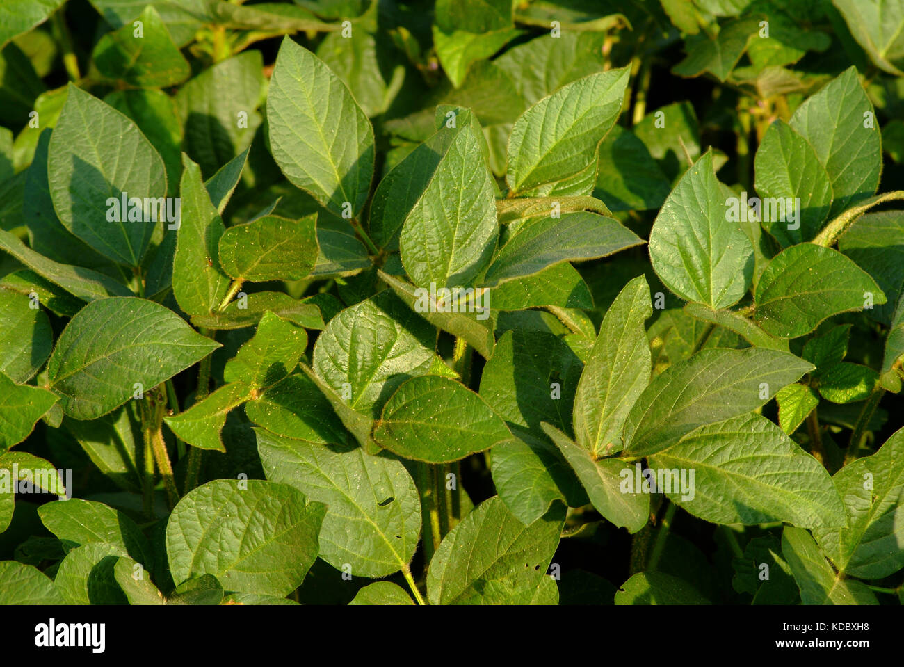 CLOSE UP VIEW OF GREEN SOYBEAN LEAVES Stock Photo Alamy