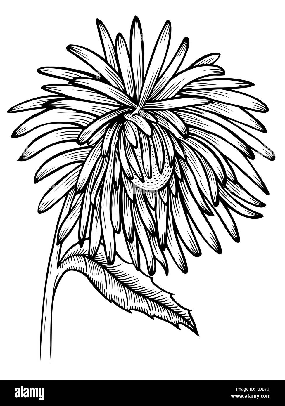 black and white aster flower isolated. Hand-drawn contour lines and strokes. for greeting cards and invitations of wedding, birthday, mother s day and Stock Vector