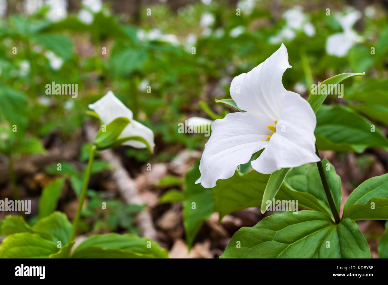 An area of forest floor covered in Trillium flowers. Stock Photo