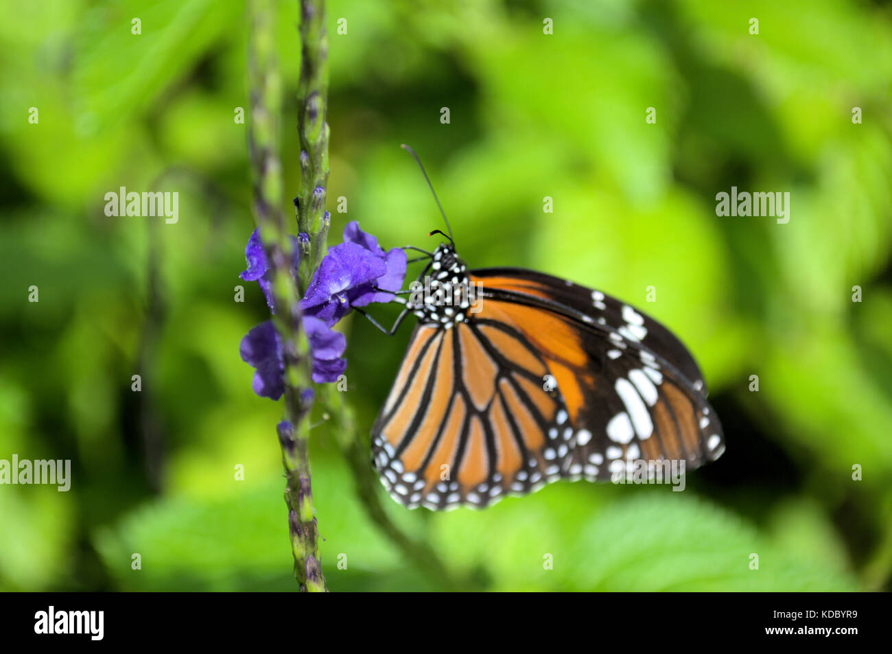 A little beautiful butterfly perching on a flower. Stock Photo