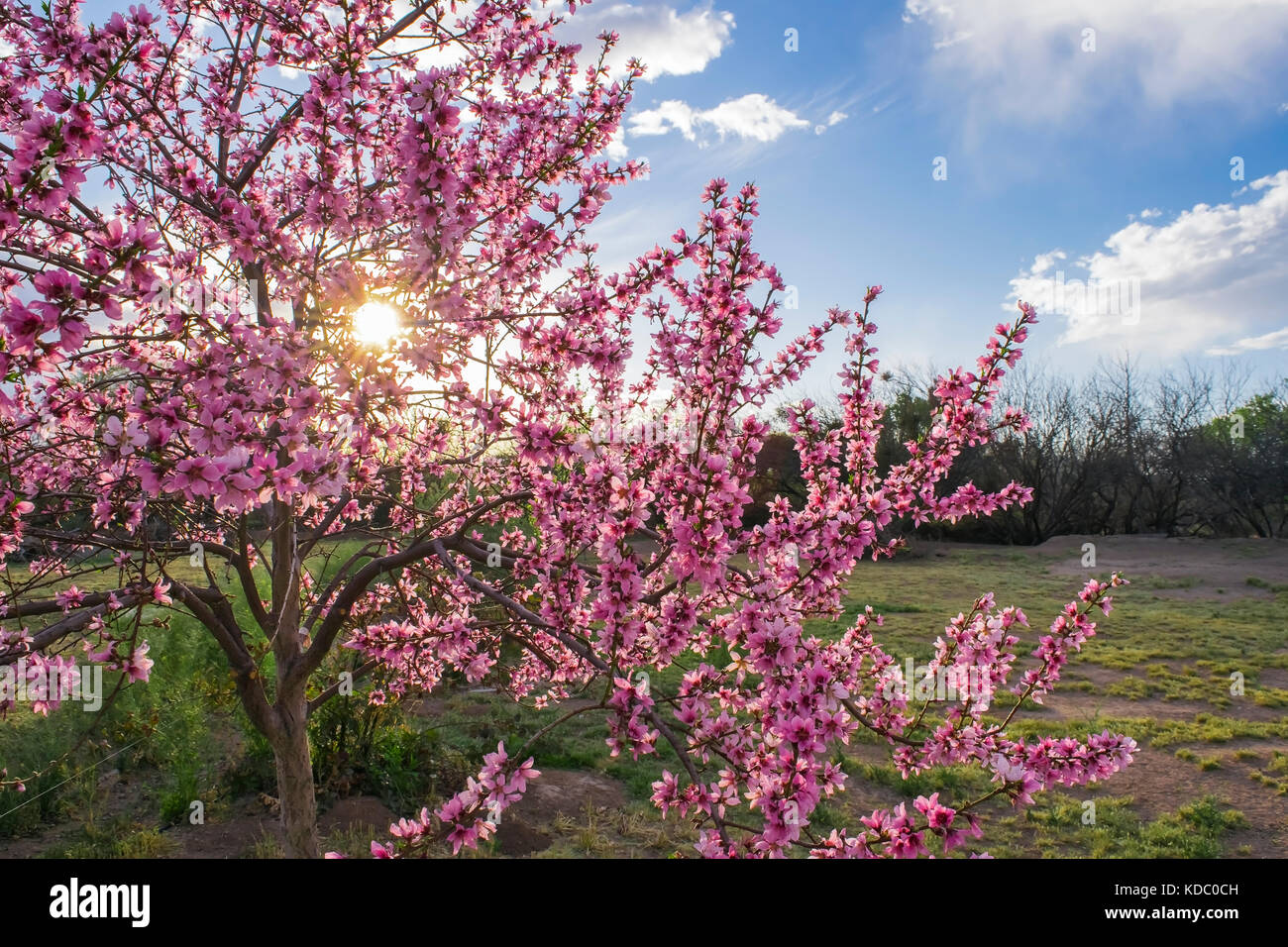 Saturn peach tree hires stock photography and images Alamy