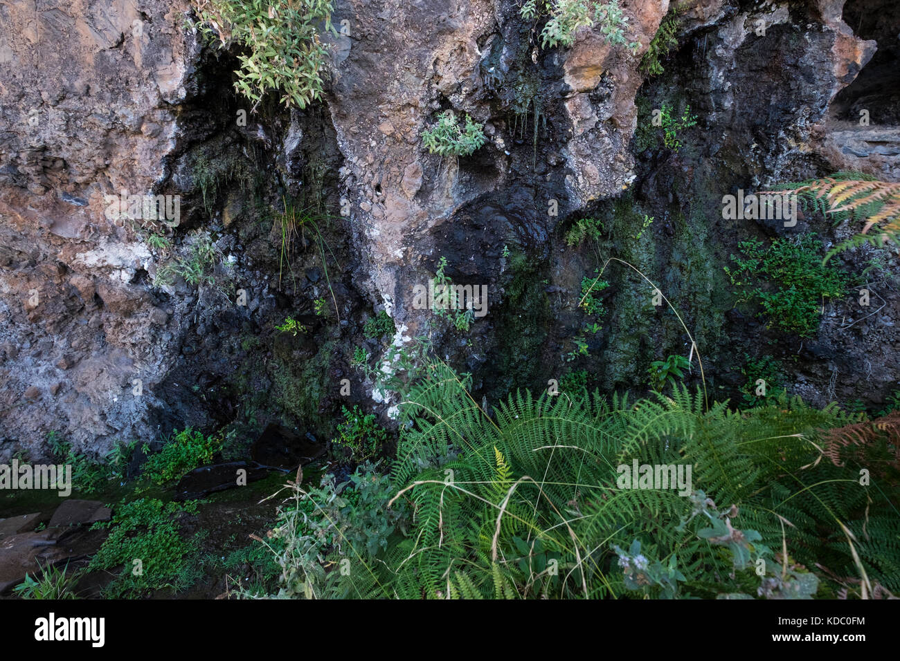 Water seeping from the rocks in the Barranco de los Fuentes, spring water, Adeje, Tenerife, canary Islands, Spain Stock Photo